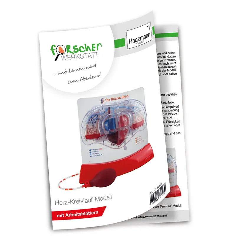 Modell "Herz-Kreislauf mit Blutfluss", 28 cm