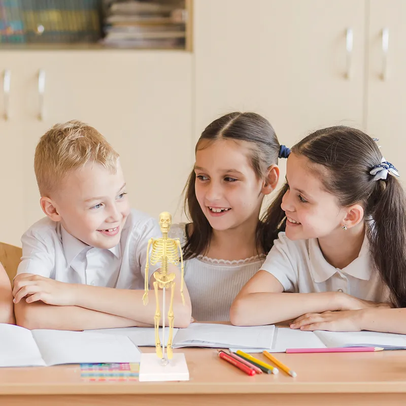 Experimentier-Set "Skelett", 17-tlg.