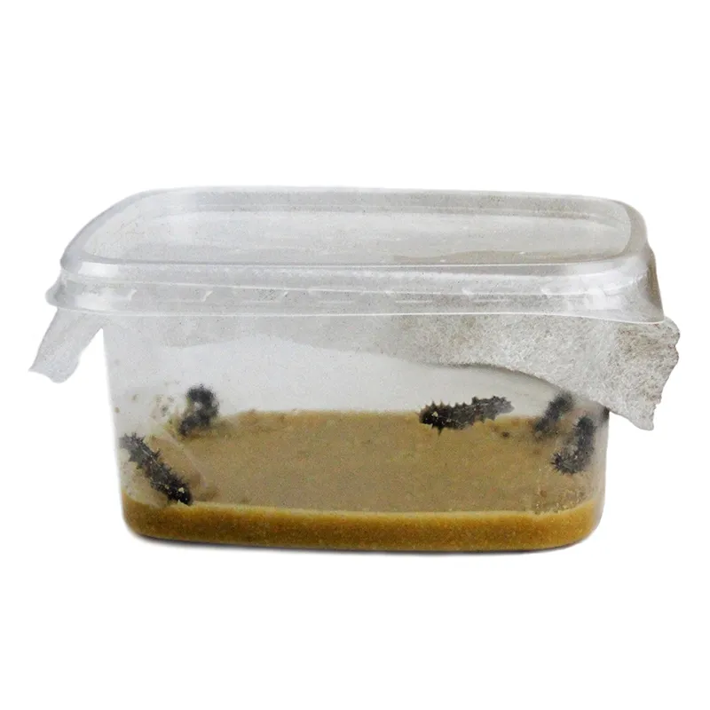 Kweekset "vlinders", compact, 7-delig