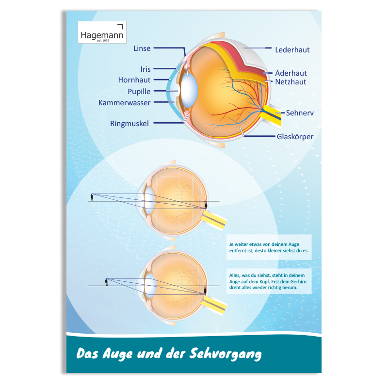 Poster A2 "Das Auge und der Sehvorgang"