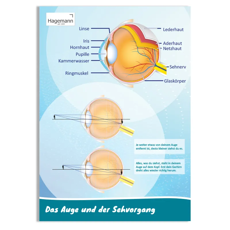 Poster A2 "Das Auge und der Sehvorgang"