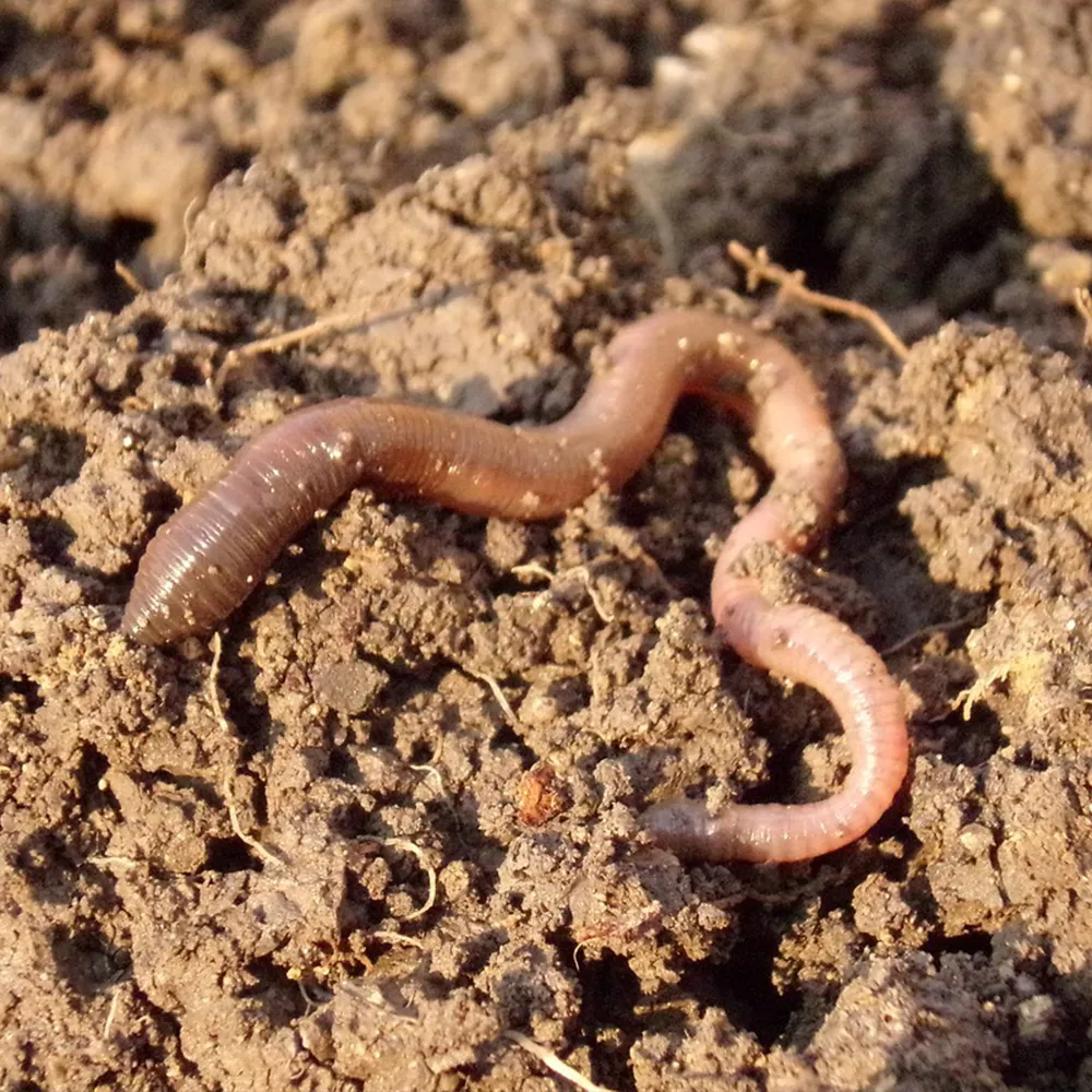 Nachbestellung Regenwürmer, 10-15 Stück