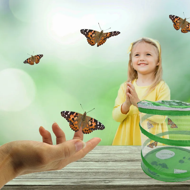 Hagemann kweekset „Vlinders“, 8-delig