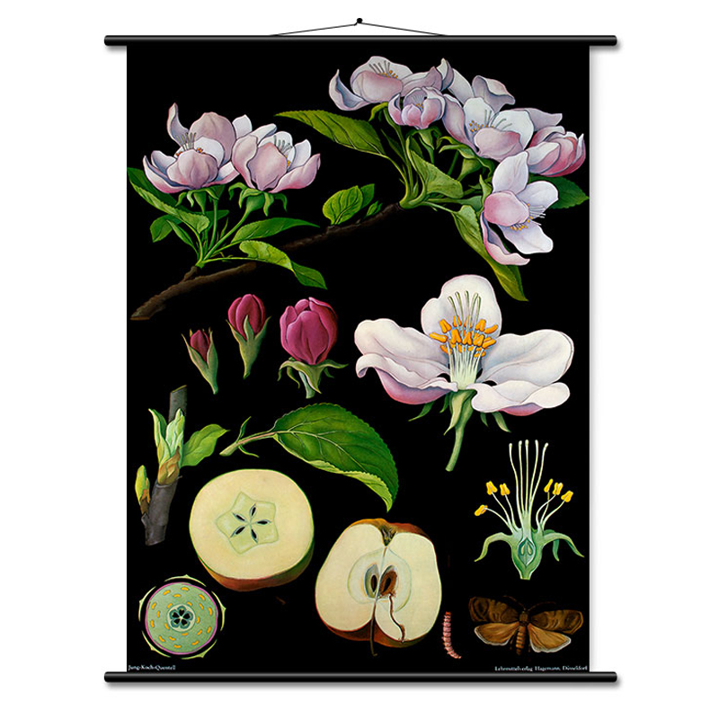 Hagemann Lehrtafel Apfelbaum