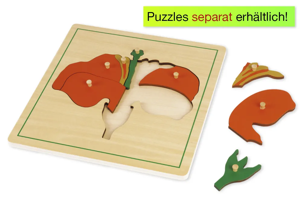 TimeTEX - Cutie cu 3 compartimente, pentru puzzle-urile botanice "Montessori Premium"