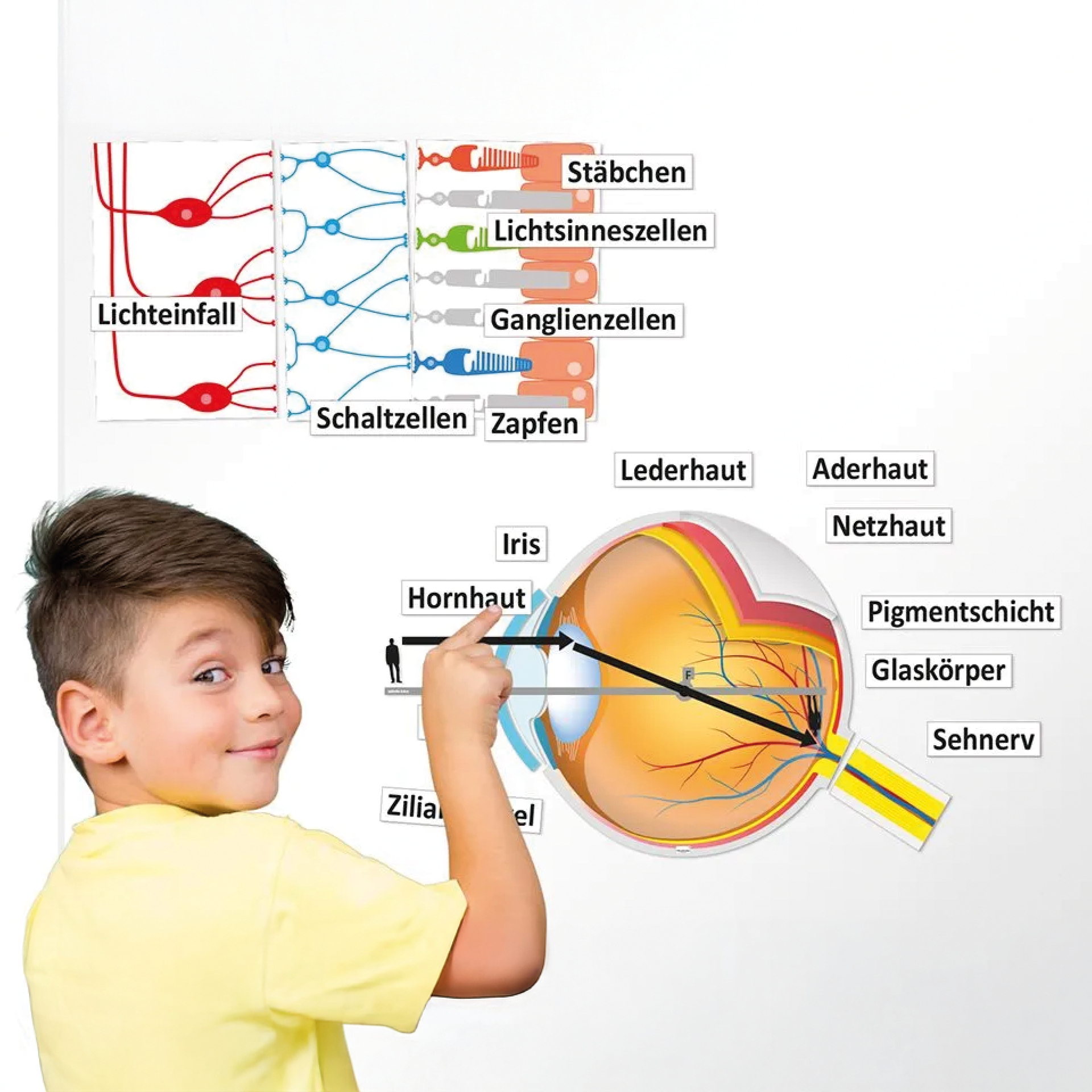 Auge und Sehvorgang, magnetisch, 32-tlg.