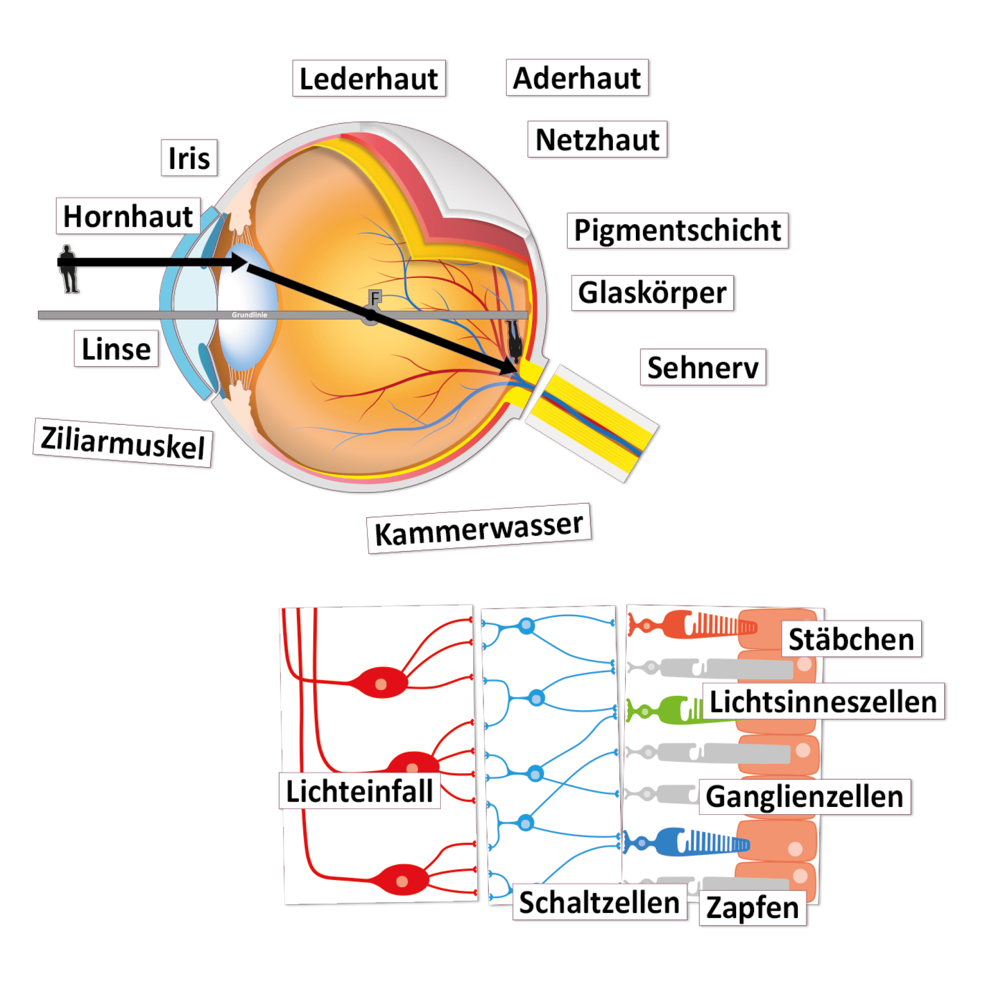 Auge und Sehvorgang, magnetisch, 32-tlg.