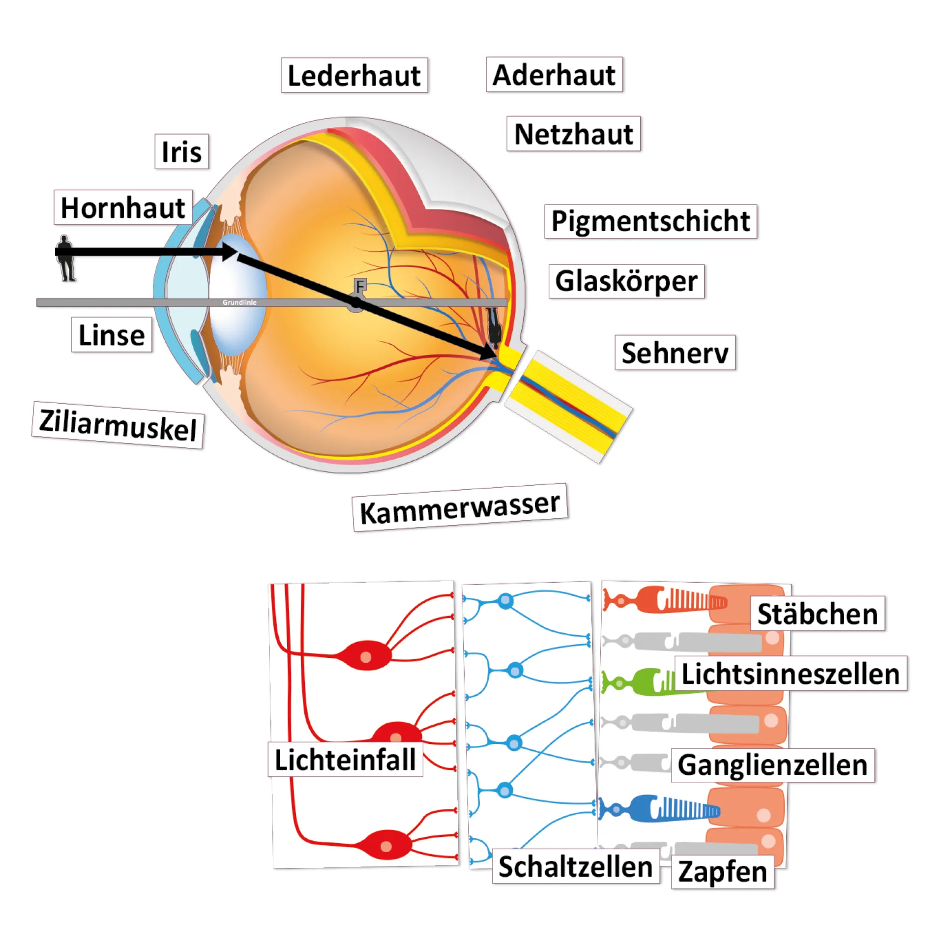 Auge und Sehvorgang, magnetisch, 32-tlg.