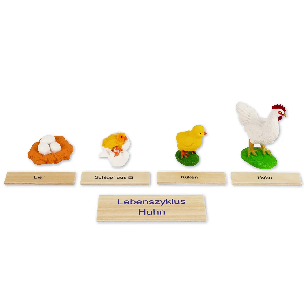 TimeTEX - Ciclul de viață la găini, în cutie din lemn "Montessori Premium"