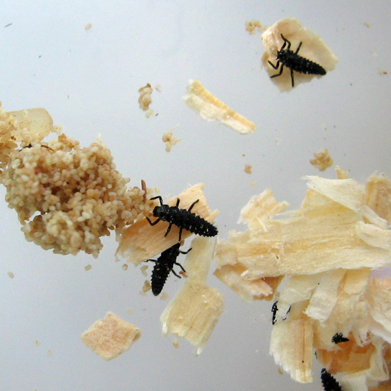 Nachbestellung Marienkäfer-Larven, 10-15 Stück Nachbestellung Marienkäfer-Larven, 10-15 Stück