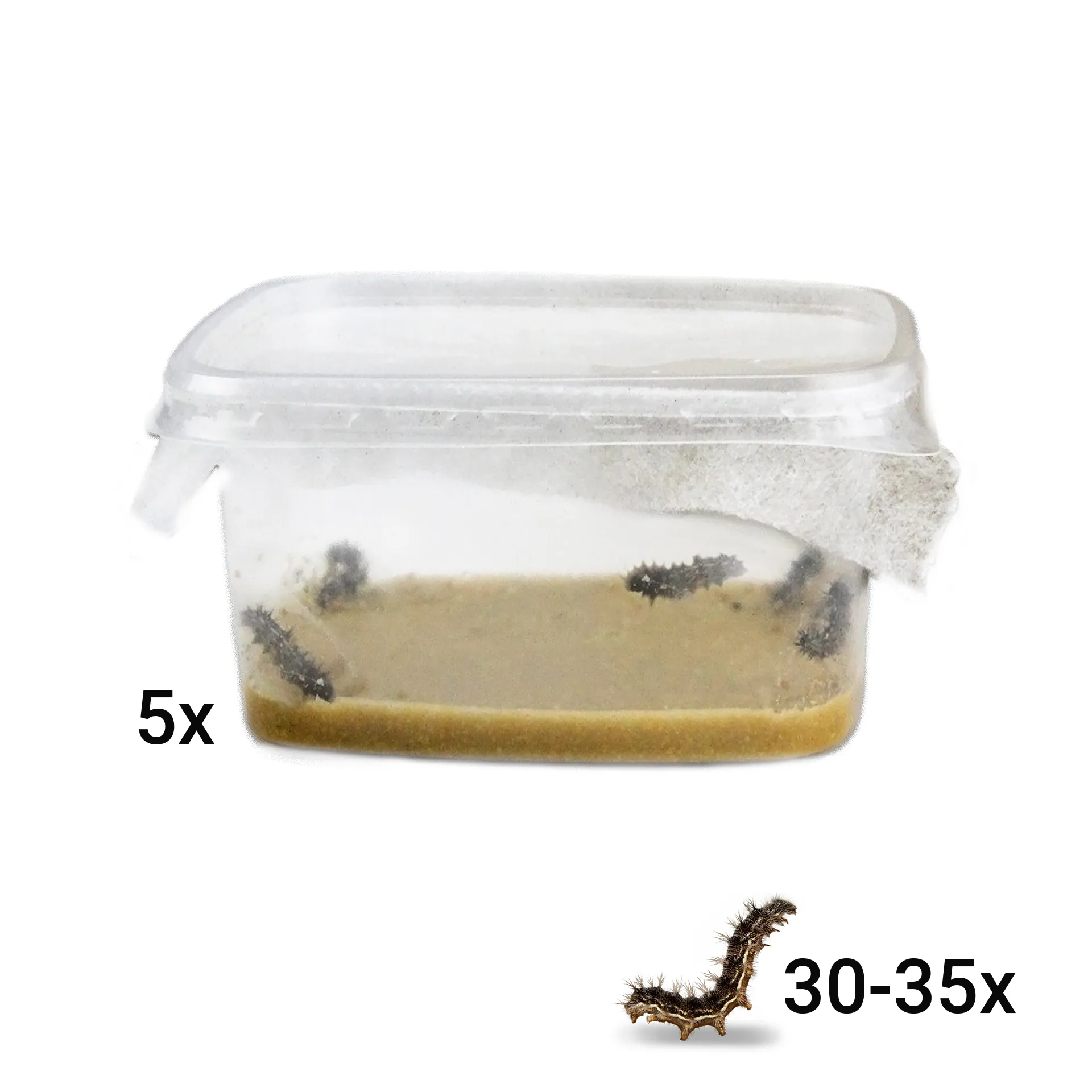 Nachbestellung Schmetterlings-Raupen, Klassensatz, 30-35 Stück