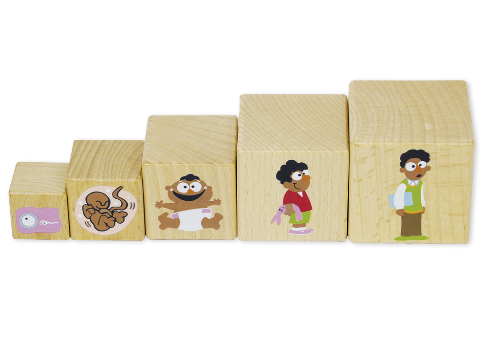 Holzwürfel "Lebenszyklus", 10 Stück