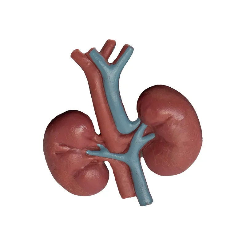 Modell "Innere Organe", 8-tlg.