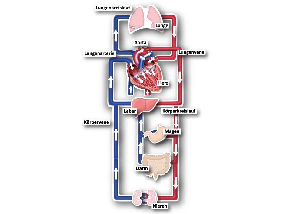 Der kleine und der grosse Blutkreislauf, magnetisch, 40-tlg.
