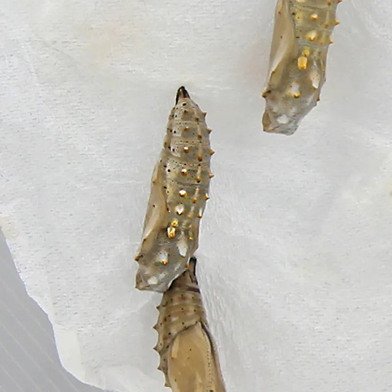 Gutschein-Set "Schmetterlinge", groß, 12-tlg.