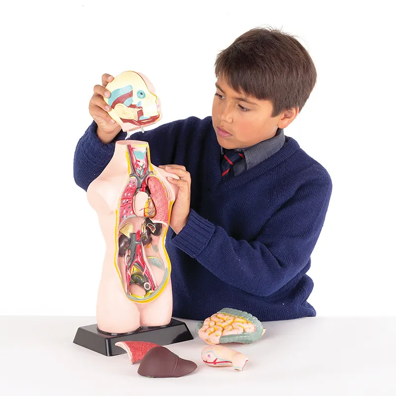 Modell "Menschlicher Oberkörper", 50 cm