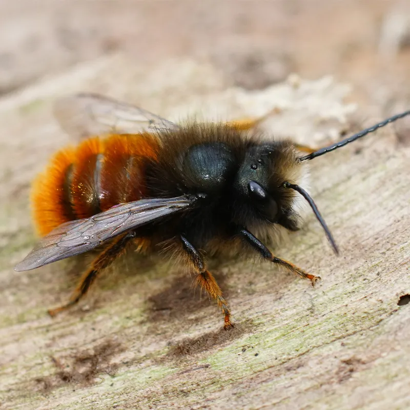 Gutschein-Set "Wildbienen" kompakt zum Aufklappen, Rote Mauerbiene, 4-tlg.