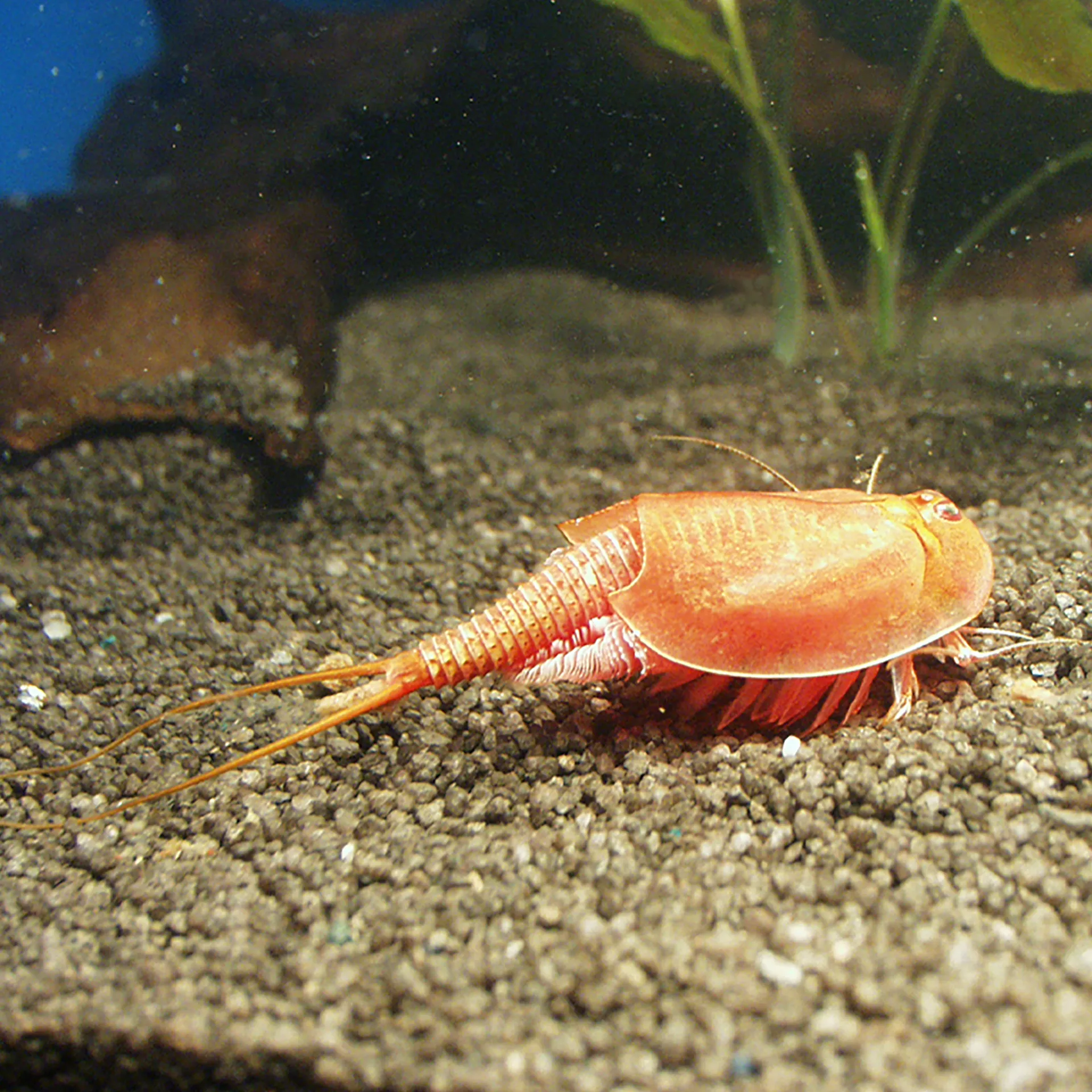 Zuchtset "Triops", 6-tlg.