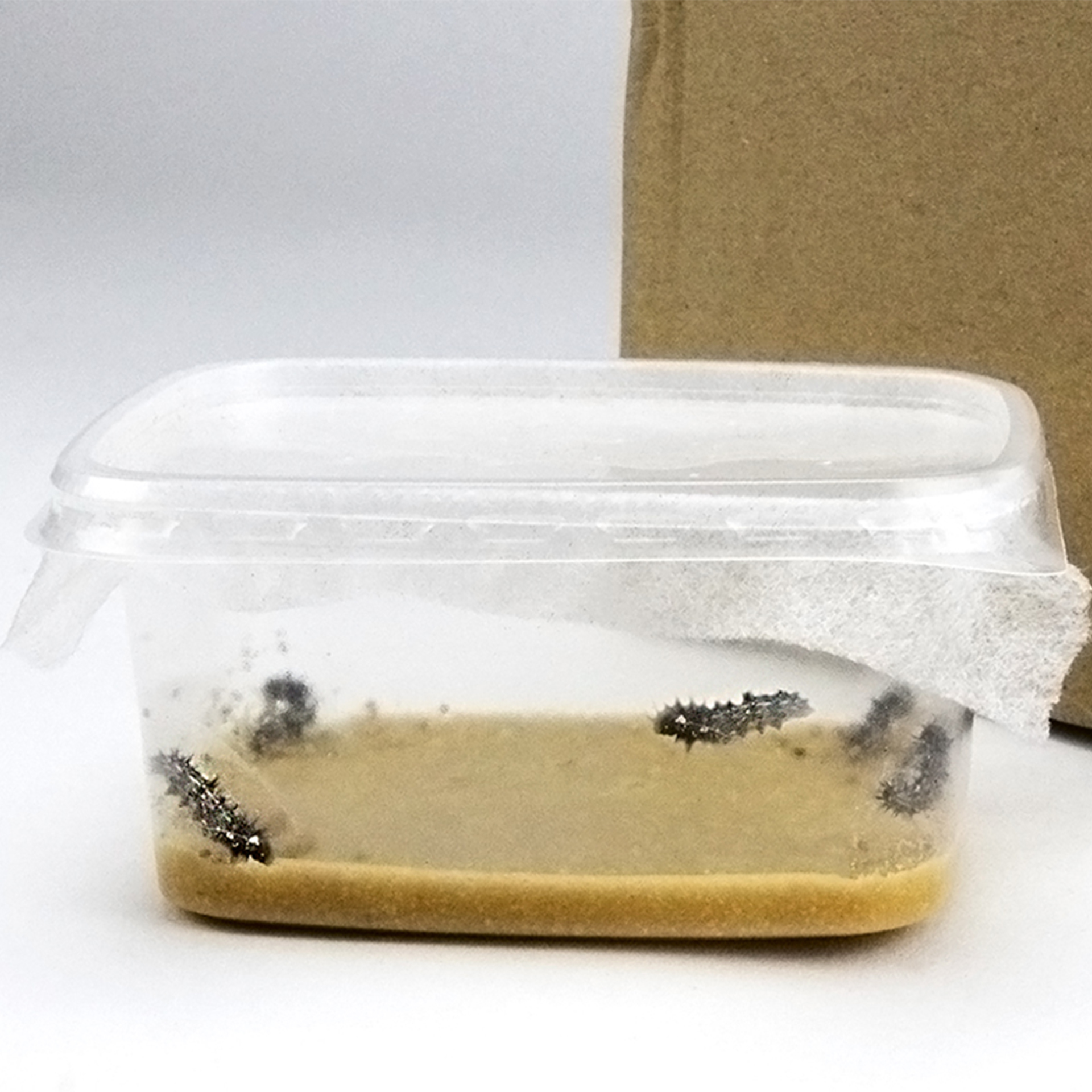 Zuchtset "Schmetterlinge", kompakt mit XXL-Voliere, 7-tlg.