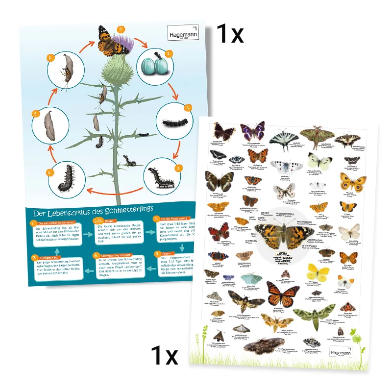 Klassen-Projektset "Schmetterlings-Zucht", 65-tlg.