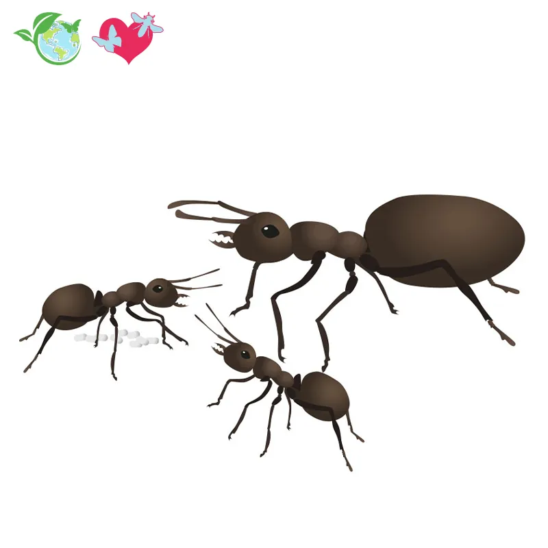 Nachbestellung Ameisenstaat, 1 Königin und Arbeiterinnen