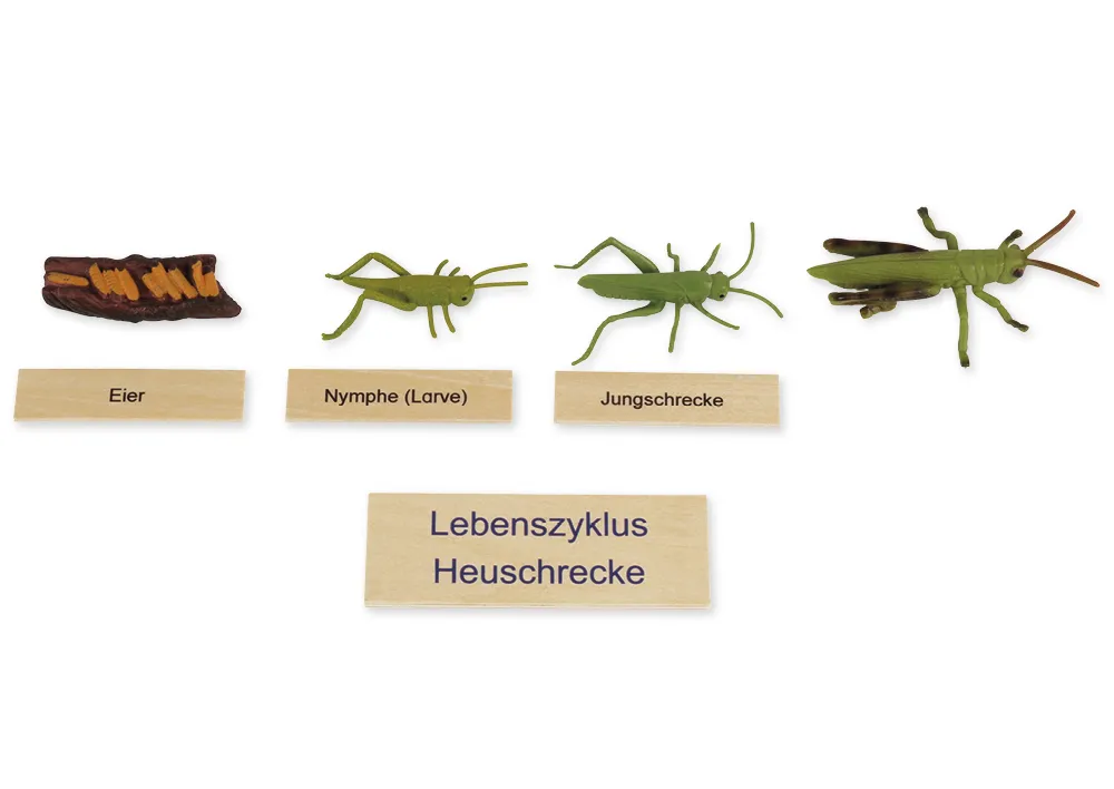 TimeTEX - Ciclul de viață la lăcuste, în cutie din lemn "Montessori Premium"