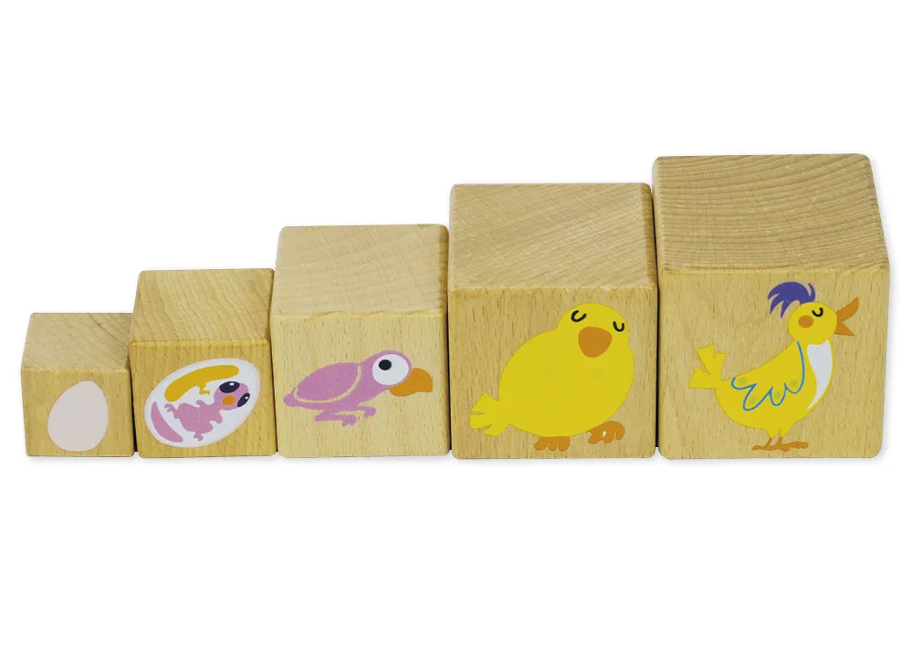 Holzwürfel "Lebenszyklus", 10 Stück