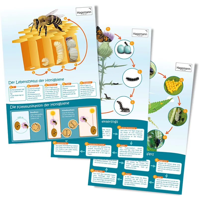 Set Poster A2 "Lebenszyklus", 3-tlg.