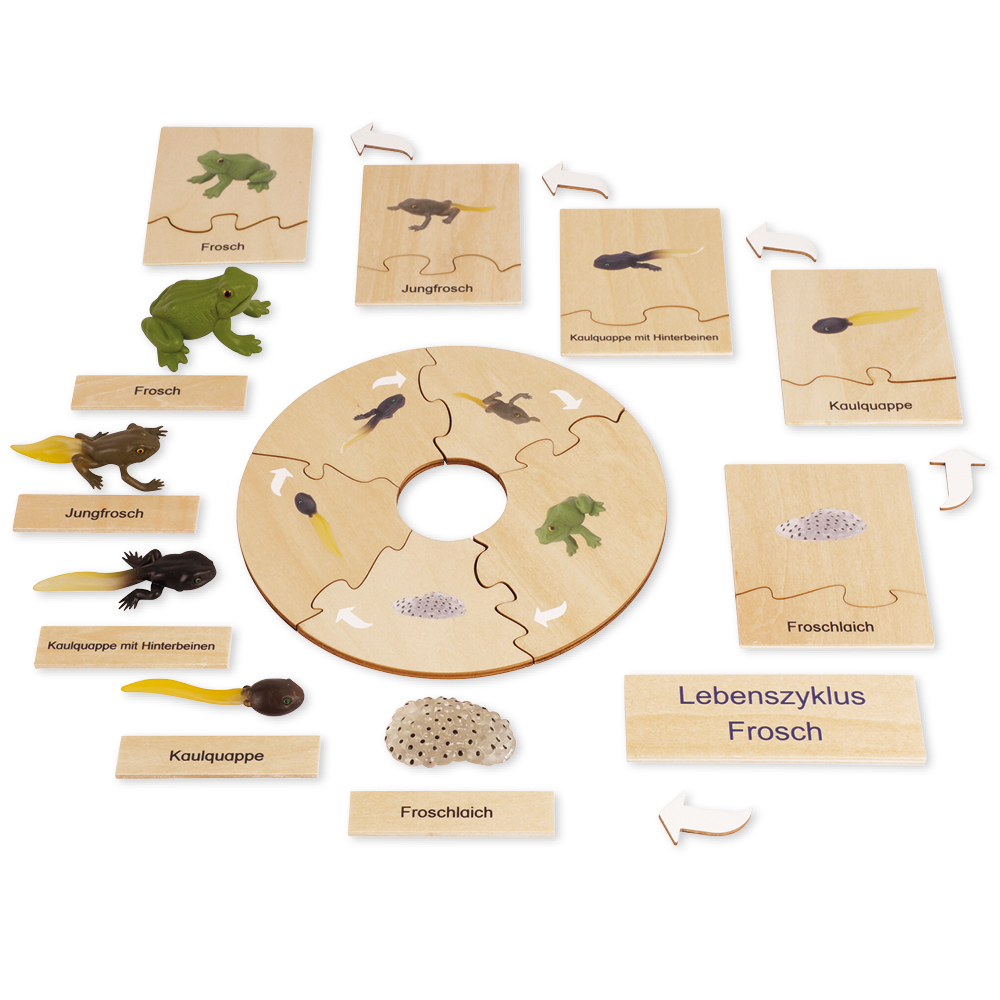 TimeTEX Lebenszyklus eines Frosches, in Holzbox "Montessori Premium"