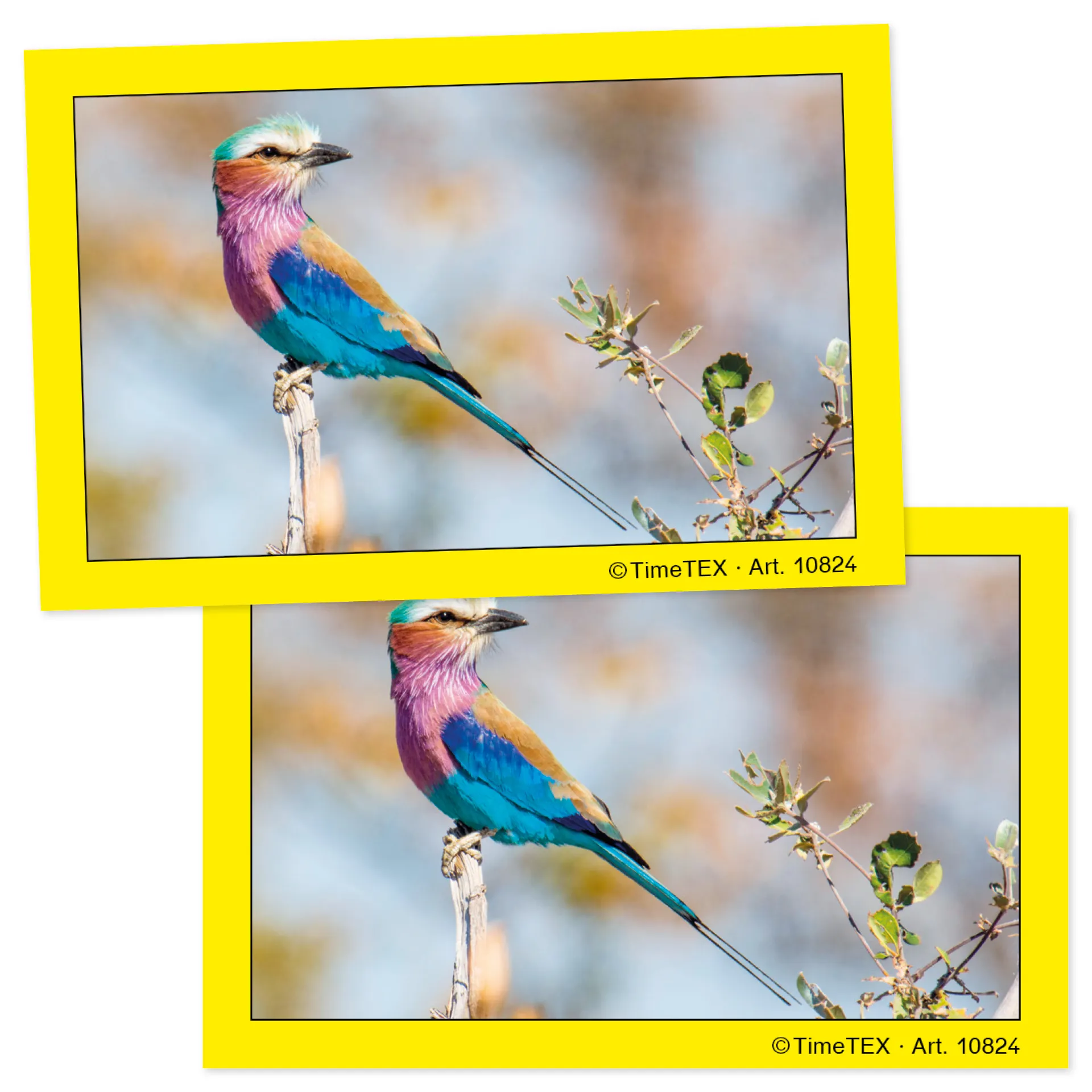 Karty parowania TimeTEX, 35 szt. w walizce