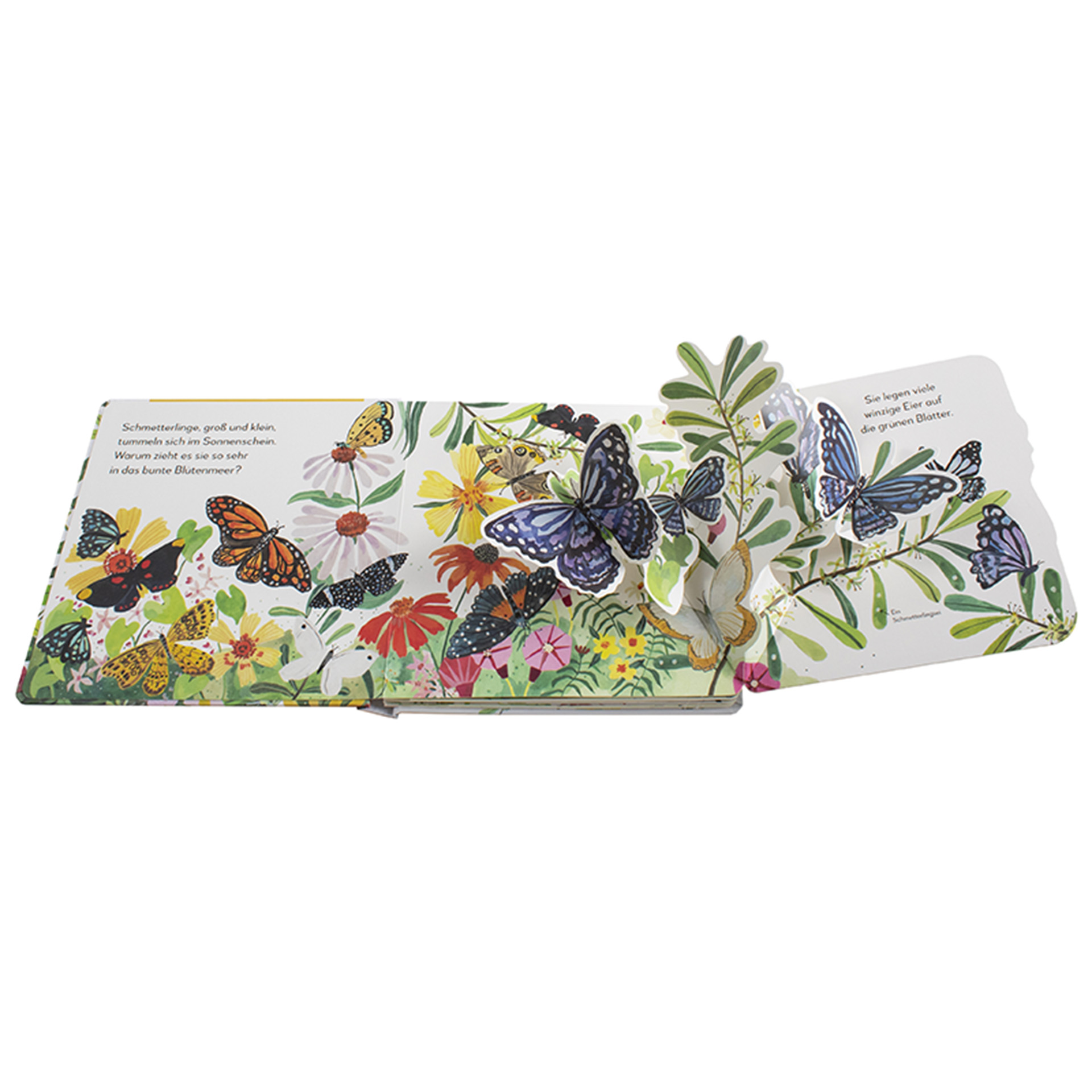 Buch "Wo kommst du her, kleiner Schmetterling? Mein Pop-up-Buch zum Staunen", 12 Seiten