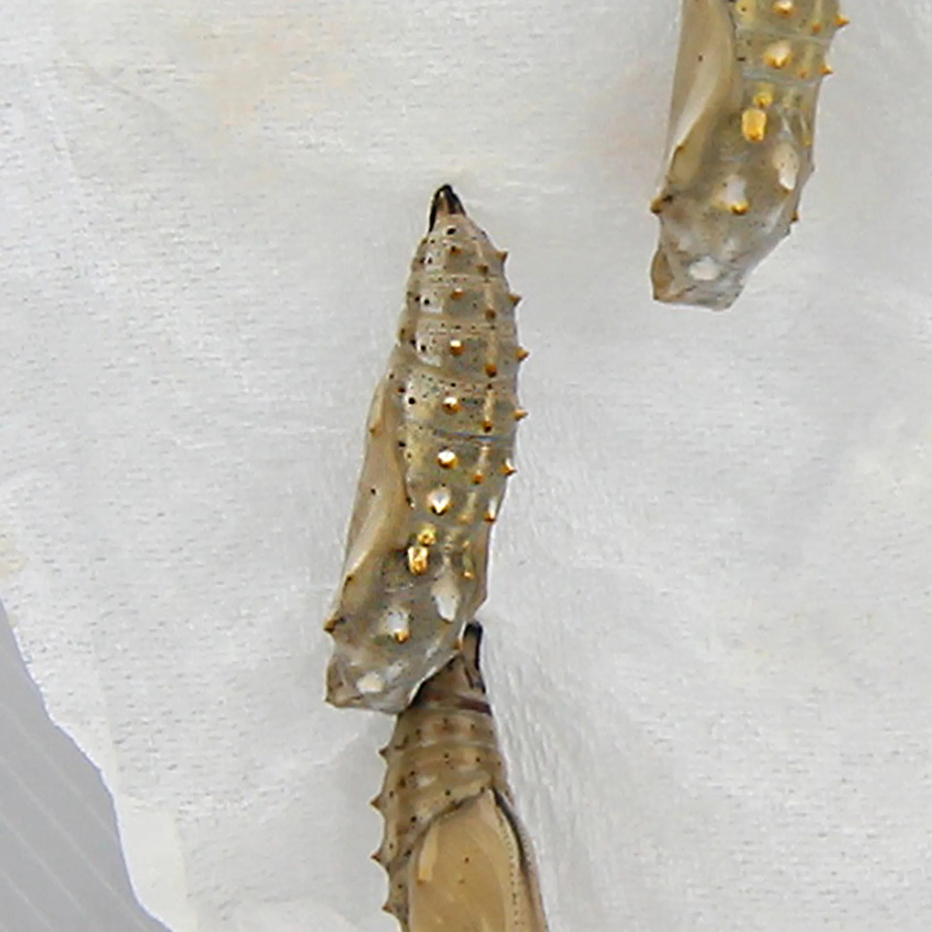 Zuchtset "Schmetterlinge", kompakt mit Komfort-Netz, 7-tlg.