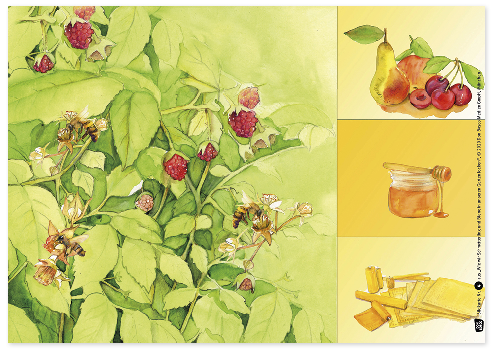Bildergeschichten-Karten "Wie wir Schmetterling und Biene in unseren Garten locken", 12-tlg.