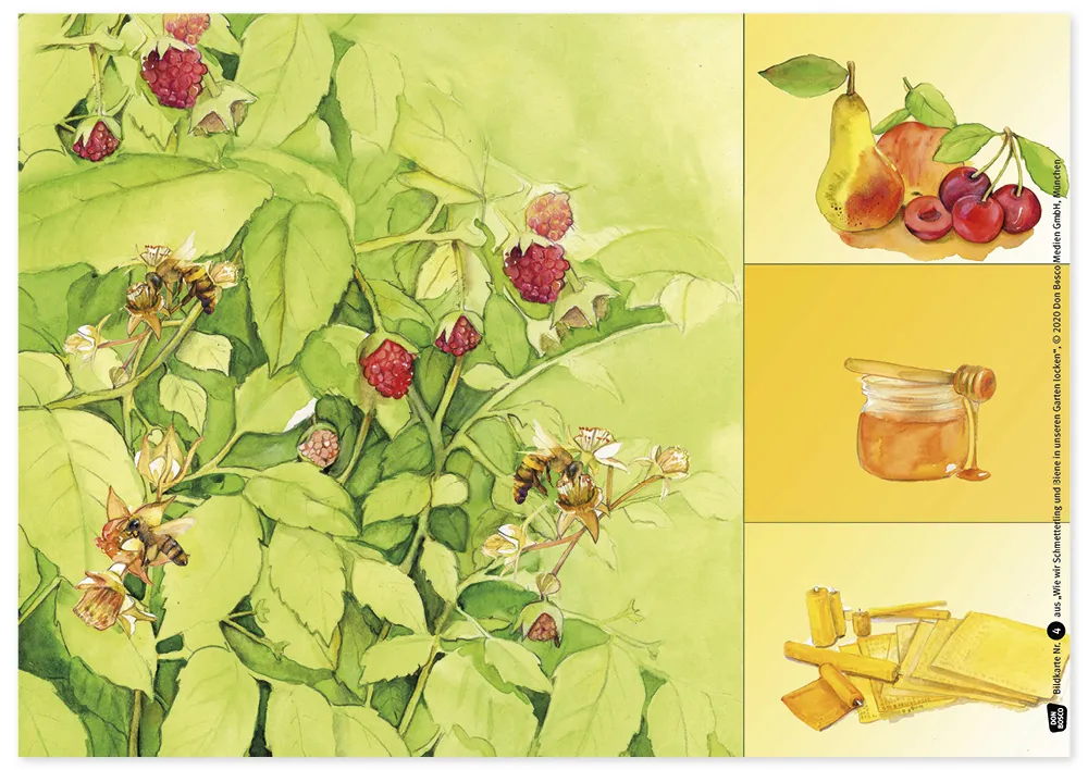 Bildergeschichten-Karten "Wie wir Schmetterling und Biene in unseren Garten locken", 12-tlg.