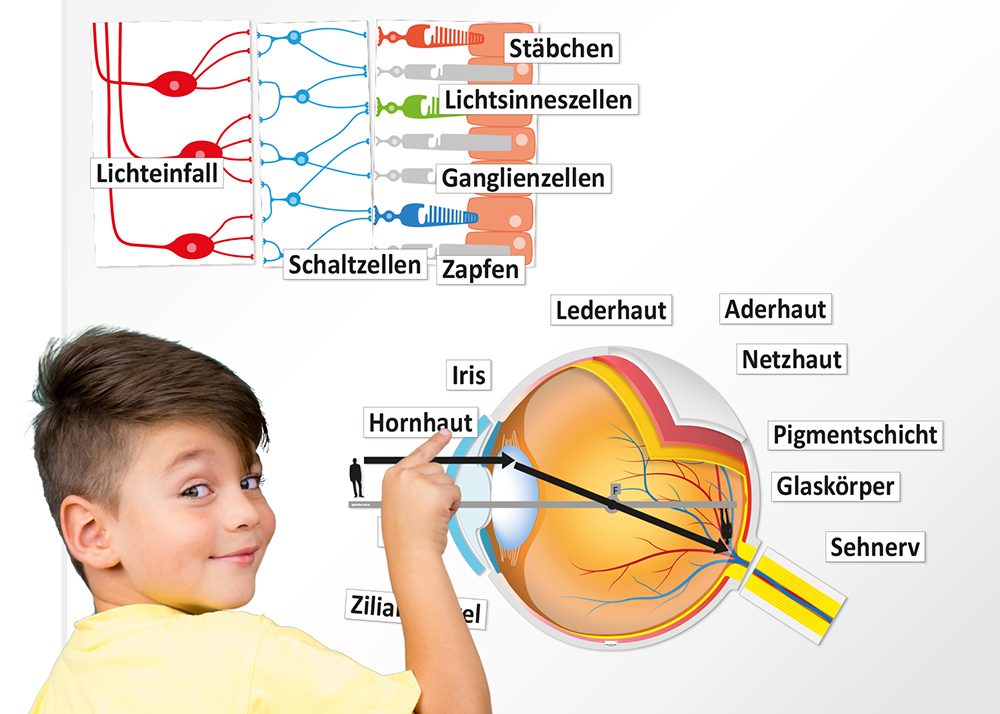 Auge und Sehvorgang, magnetisch, 32-tlg.