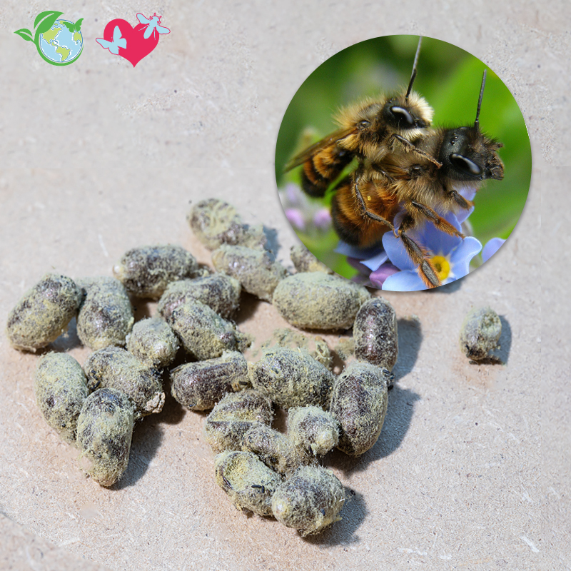 Nachbestellung Wildbienen, Gehörnte Mauerbiene, 25 Kokons