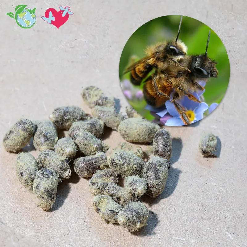 Nachbestellung Wildbienen, Gehörnte Mauerbiene, 25 Kokons