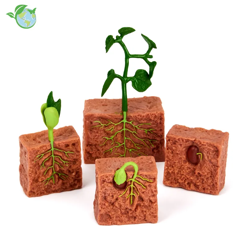 Lebenszyklus-Modell "Bohnenpflanze", 4-tlg.