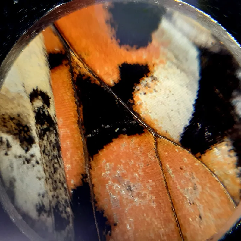 Mikroskop do telefonu komórkowego, ø 3 cm