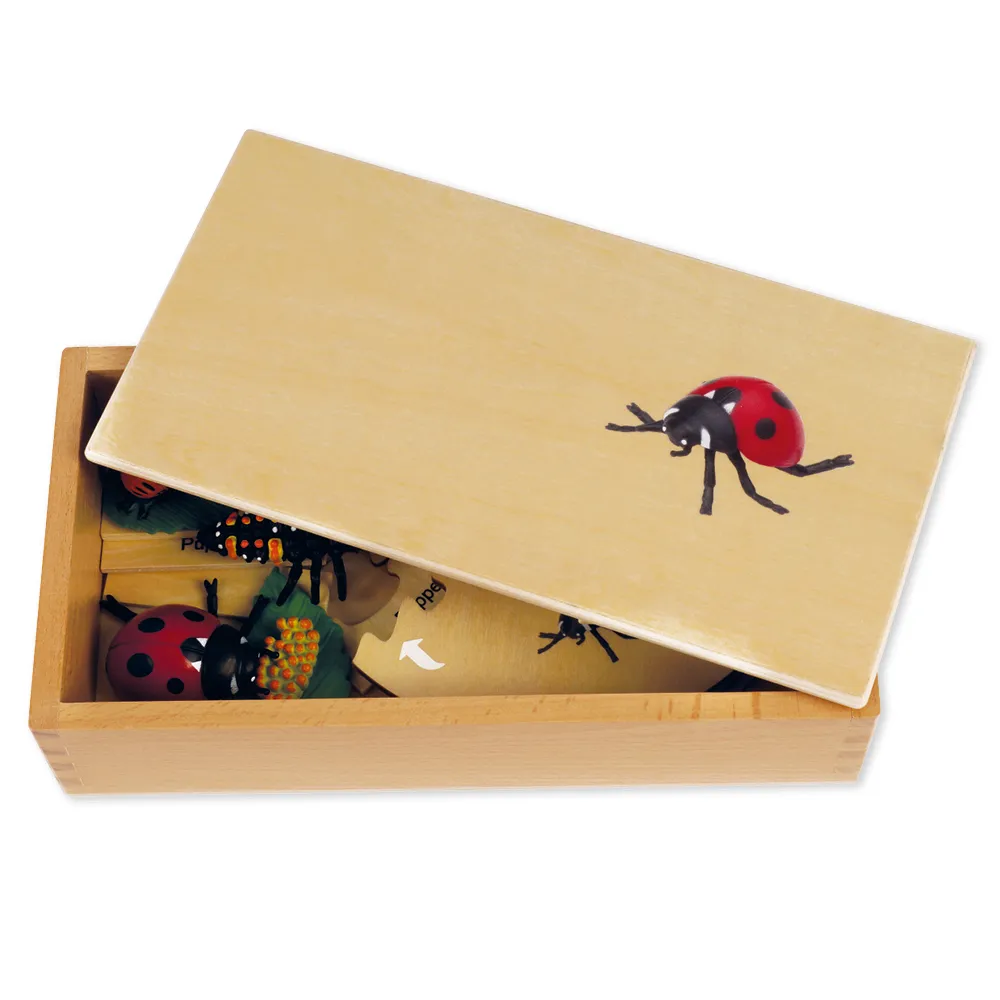 TimeTEX Lebenszyklus eines Marienkäfers, in Holzbox "Montessori Premium"