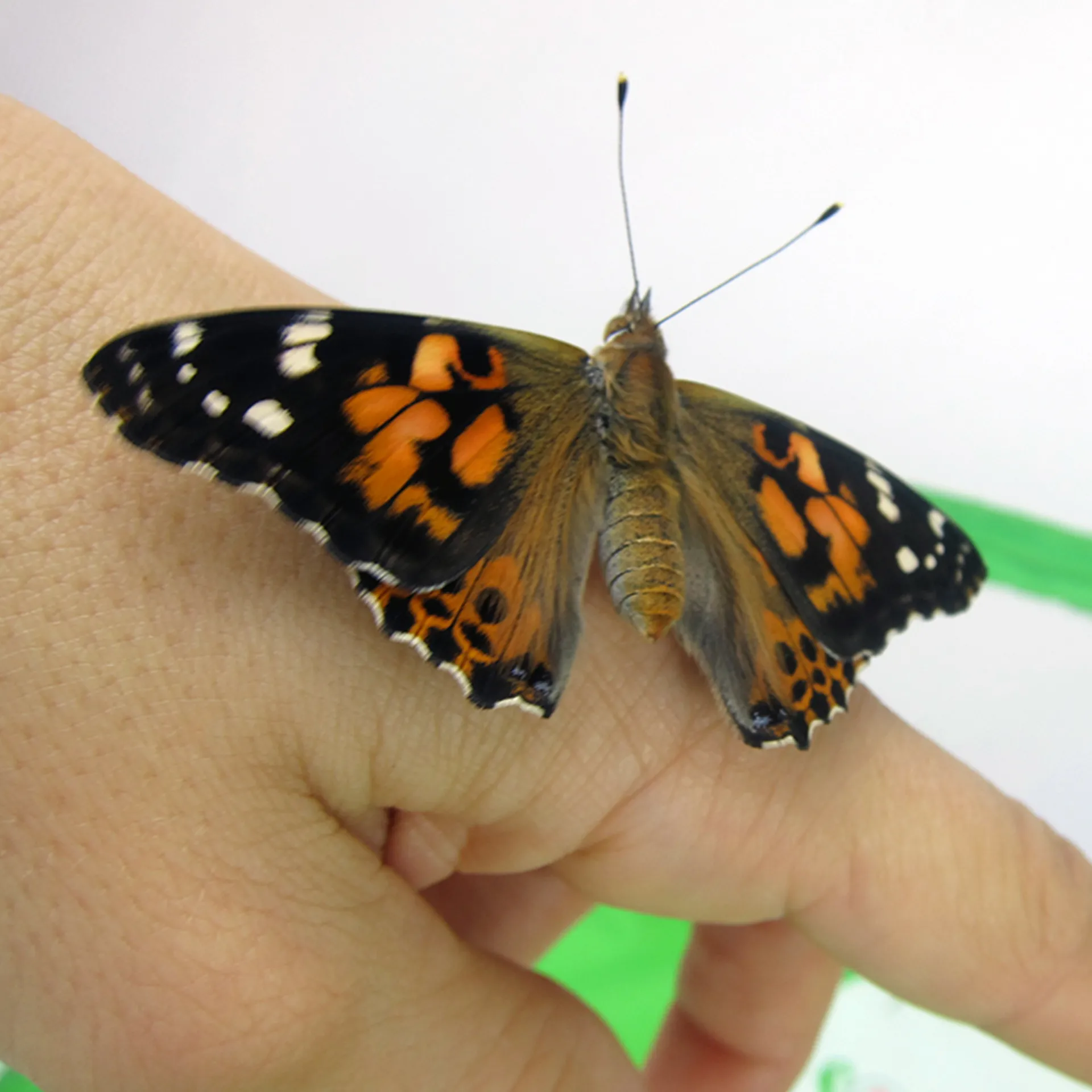 Gruppen-Projektset "Schmetterlinge", Starter-Set, 13-tlg.