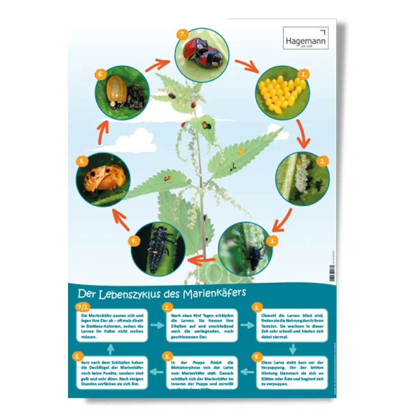 Set Poster A2 "Lebenszyklus", 3-tlg.