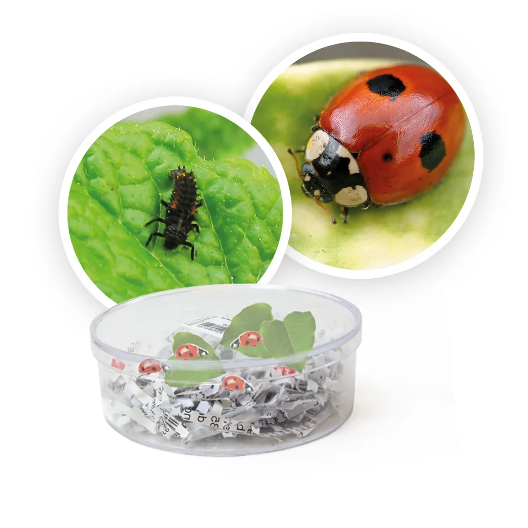 Gruppen-Projektset "Marienkäfer", 9-tlg.