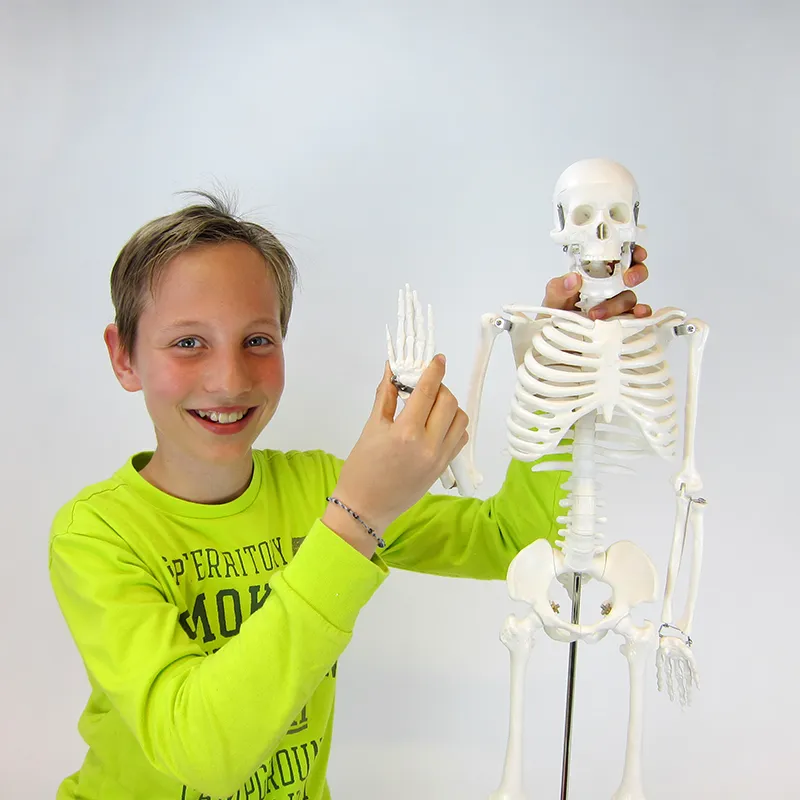 Skelett med stativ, 85 cm