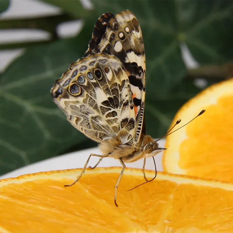 Gutschein-Set "Schmetterlinge", Starter-Set, 5-tlg.