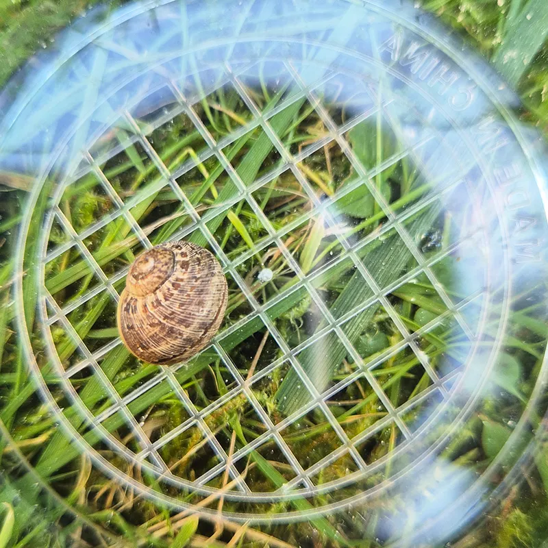 Lupen-Dose mit Holzdeckel "Natur & Digital"