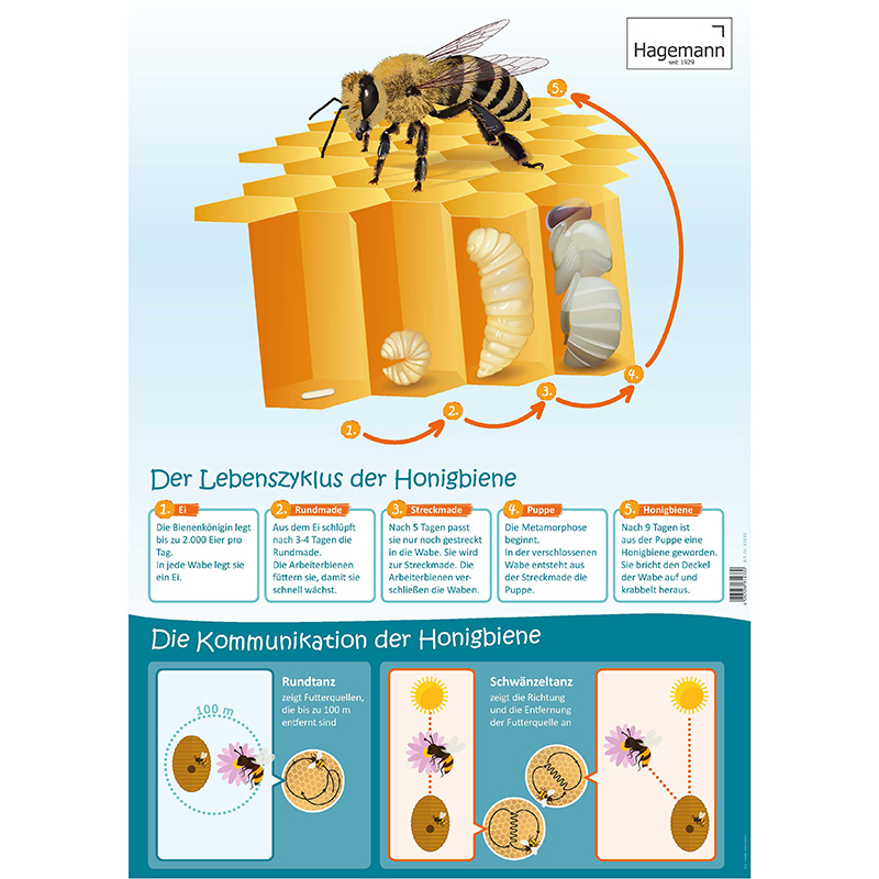 Set Poster A2 "Lebenszyklus", 3-tlg.