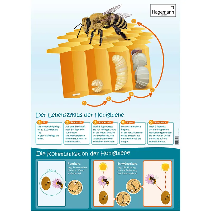 Set Poster A2 "Lebenszyklus", 3-tlg.