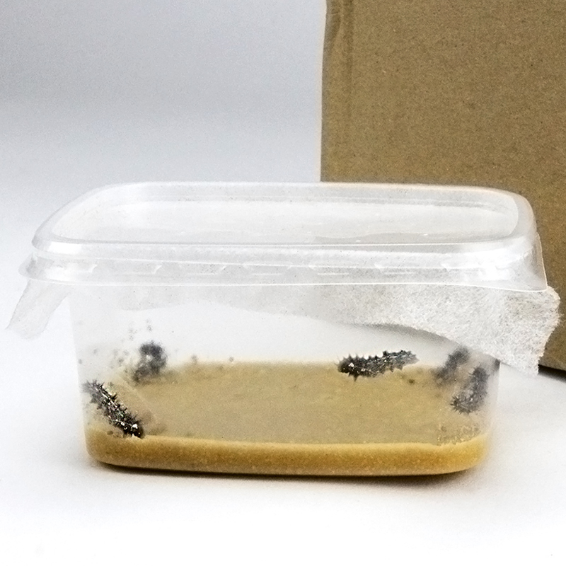 Zuchtset "Schmetterlinge", groß mit XXL-Voliere, 12-tlg.