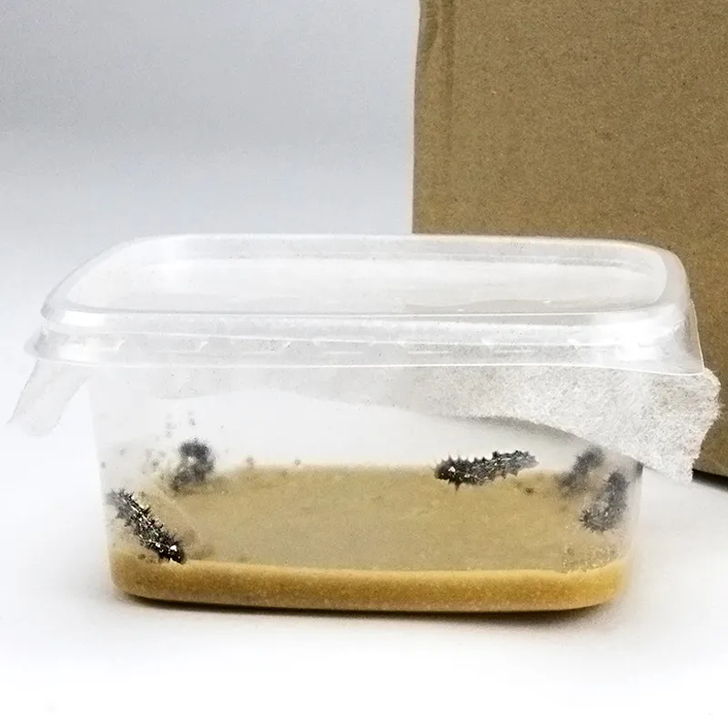 Zuchtset "Schmetterlinge", groß mit XXL-Voliere, 12-tlg.